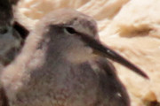 Grey-tailed Tattler (Tringa brevipes)